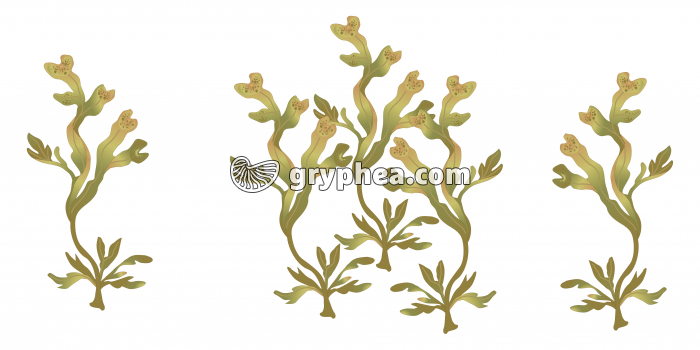 Fucus spiralés (algue brune) - gryphea.com